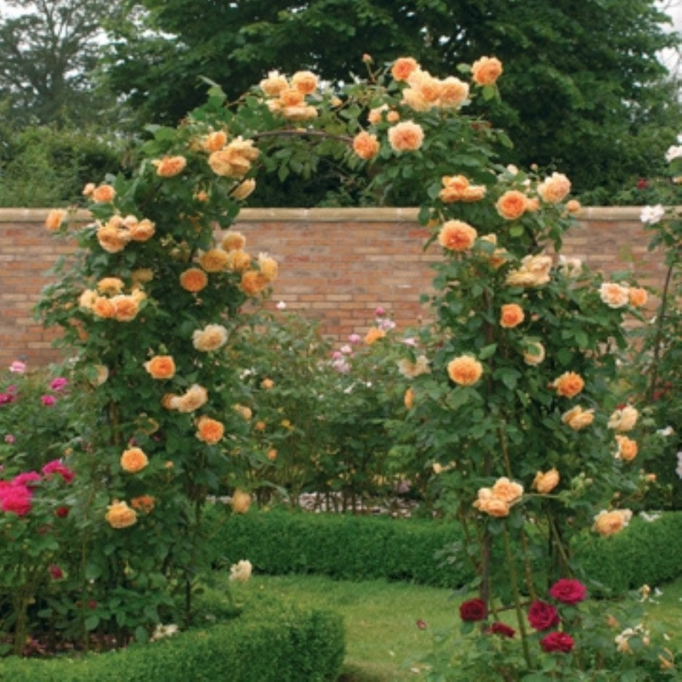 クラウン プリンセス マルガリータ つる裸苗 Crown Princess Margareta Climbing Auswinter David Austin Roses Japan