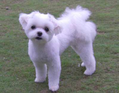 旧blog トリミング とっとこマルチーズ