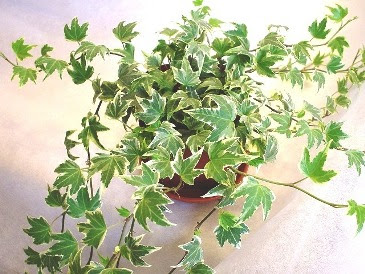 アイビーの花言葉 その意味とは ボクの目線