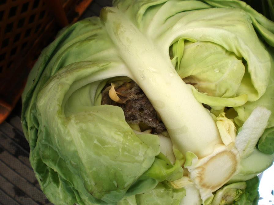 キャベツの病気 Farm Ogawa