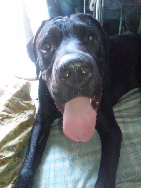 今年の夏は最悪 土佐犬黒櫻のblog