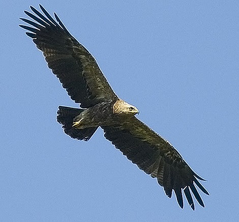 eagle bird