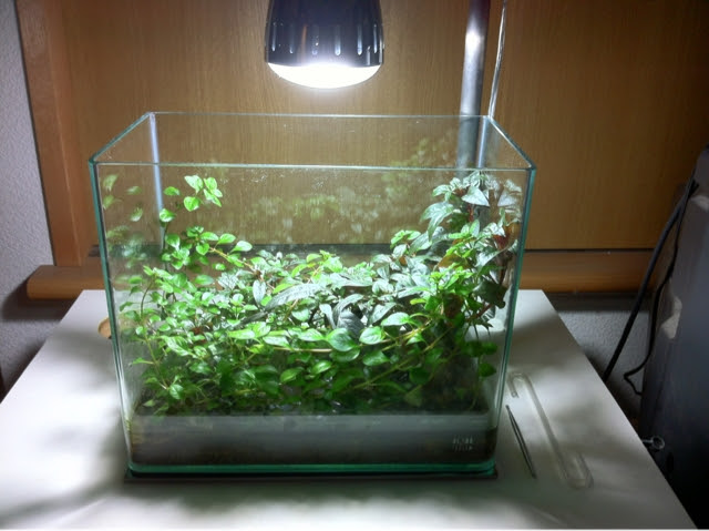 ミニsサイズの水上栽培水槽 Rt Zasso Works