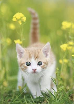 スマホ 猫ニャン