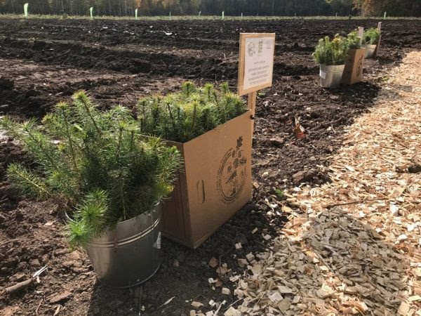 Участница из Юры стала призером Всероссийского юниорского лесного конкурса