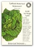 Butterhead Buttercrunch