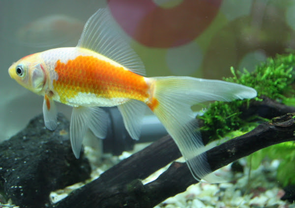 尾びれが裂けちゃってる 水玉のアクア日和 金魚と水草