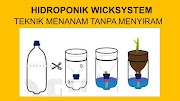 10+ Ide Terbaru Cara Menanam Hidroponik Tanpa Sumbu, Tanaman Hidroponik