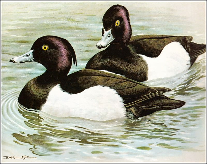 pa BasilEde 36 TuftedDuck, Автор: Ede, Basil