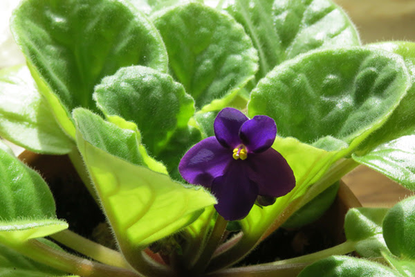 植木鉢で咲かせたい 冬の花選 色どり豊かな草花たち 植木鉢ナビ