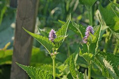 anise hyssop