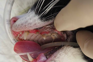 猫 歯科症例 たにぐち動物病院 吹田市 千里丘 茨木市 犬 猫 歯科 予防接種