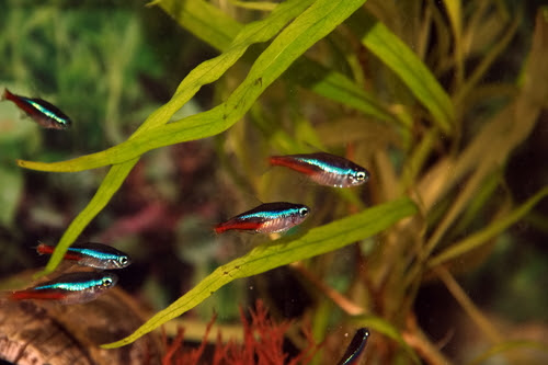 カージナルテトラの水温は ヒーターなしでも飼える 熱帯魚 淡水魚 海水魚の図鑑