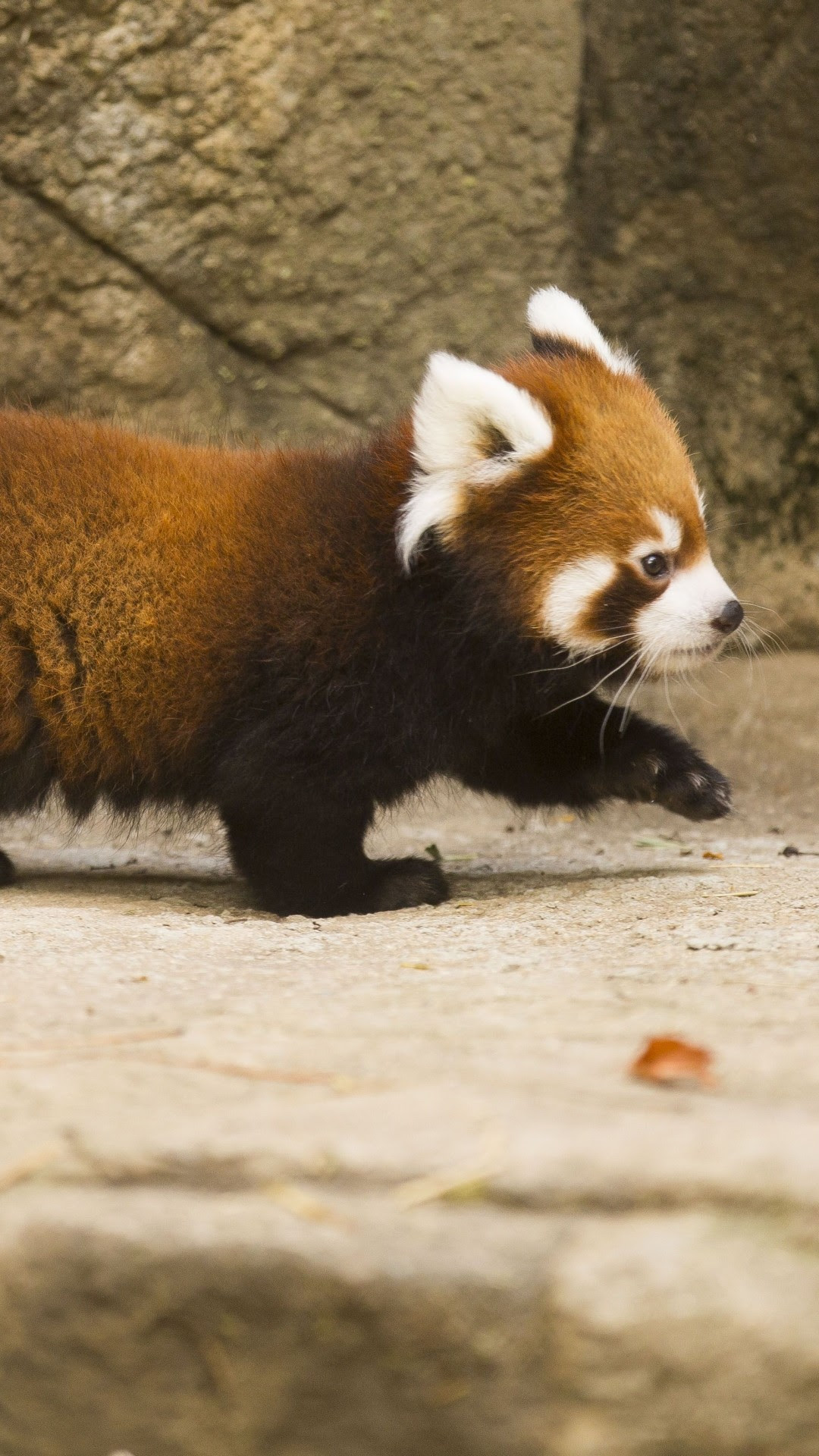 Panda Iphone Wallpaper 82 Images