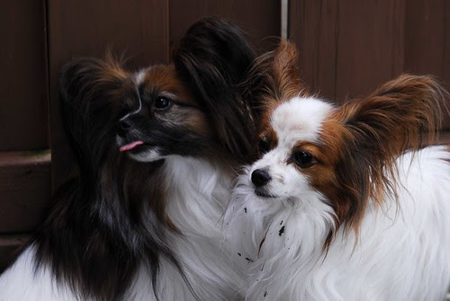 DOGGIE!!