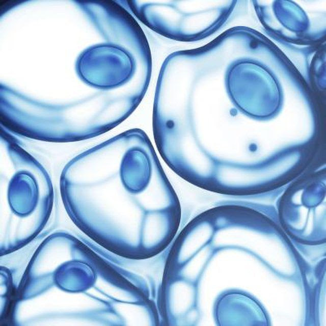 Learn How Does Cytokinesis Differ In Plants Animals How To Guides Tips And Tricks