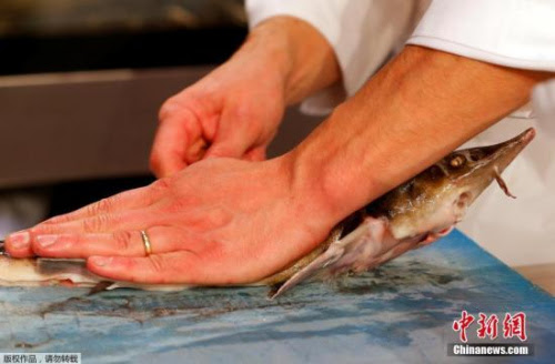 日本现世界最大鲷鱼烧6公斤馅料美味量足 图 中国新闻网