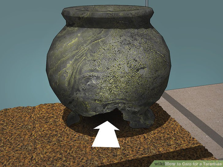 Care for a Tarantula Step 4 Version 3.jpg