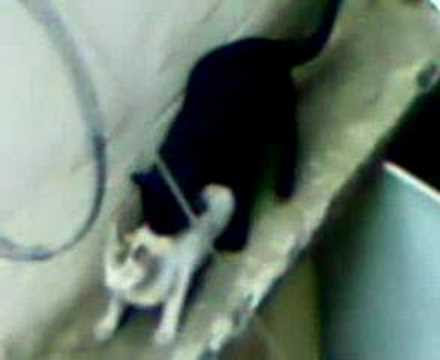 funny cat pictures with captions. Comment,like and subscribe,that will help me to make more videosand  Funny Cat Sex Video. Funny Cat Sex Video. 0:40. When Sex is Dangerous?