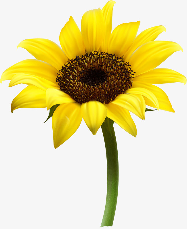 Free Free 280 Sunflower Svg Free Download SVG PNG EPS DXF File