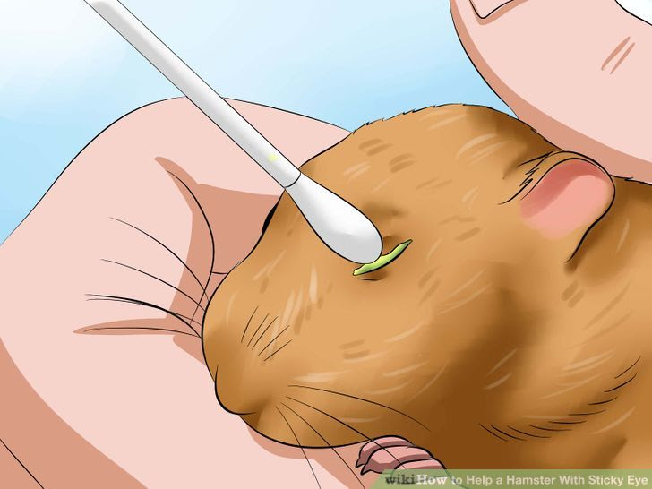 Help a Hamster With Sticky Eye Step 7.jpg