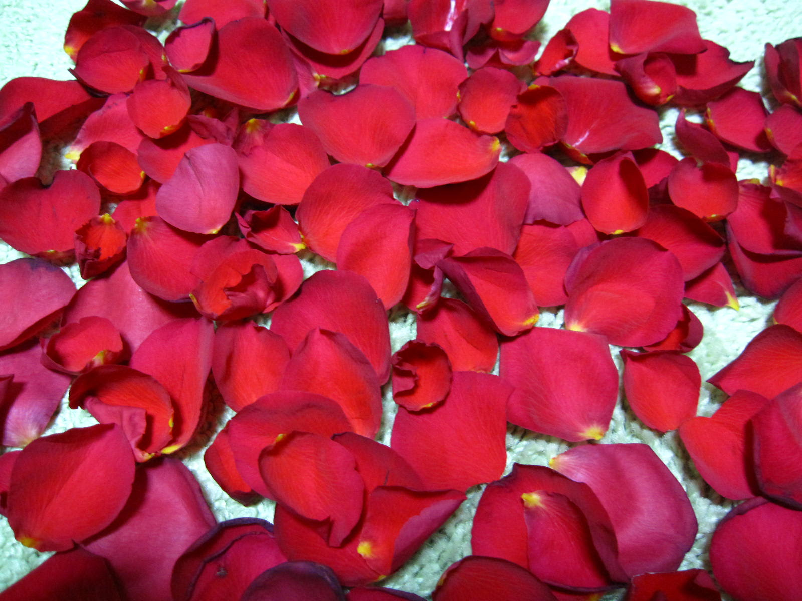 薔薇のはなびらってつるつる 茶花色食