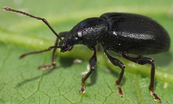 INSECTES11-5