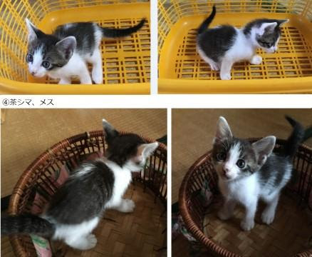 新潟県 生後1か月半の子猫達です 猫の里親募集 ネコジルシ