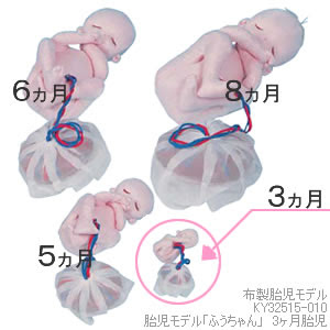 教育用 布製胎児人形 胎児モデル ふうちゃん 12週胎児