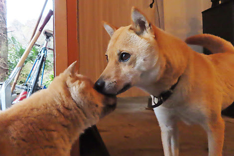 親子の別れ ボクは山陰柴犬のリキです