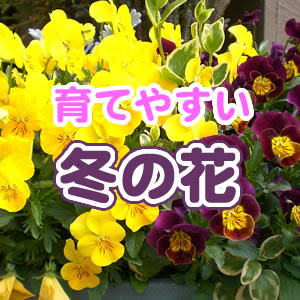 育てやすい冬の花