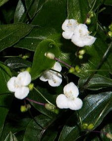 花 ブライダルベール 11月6日の花と花言葉 ブライダルベール 魅る魅るガーデニング