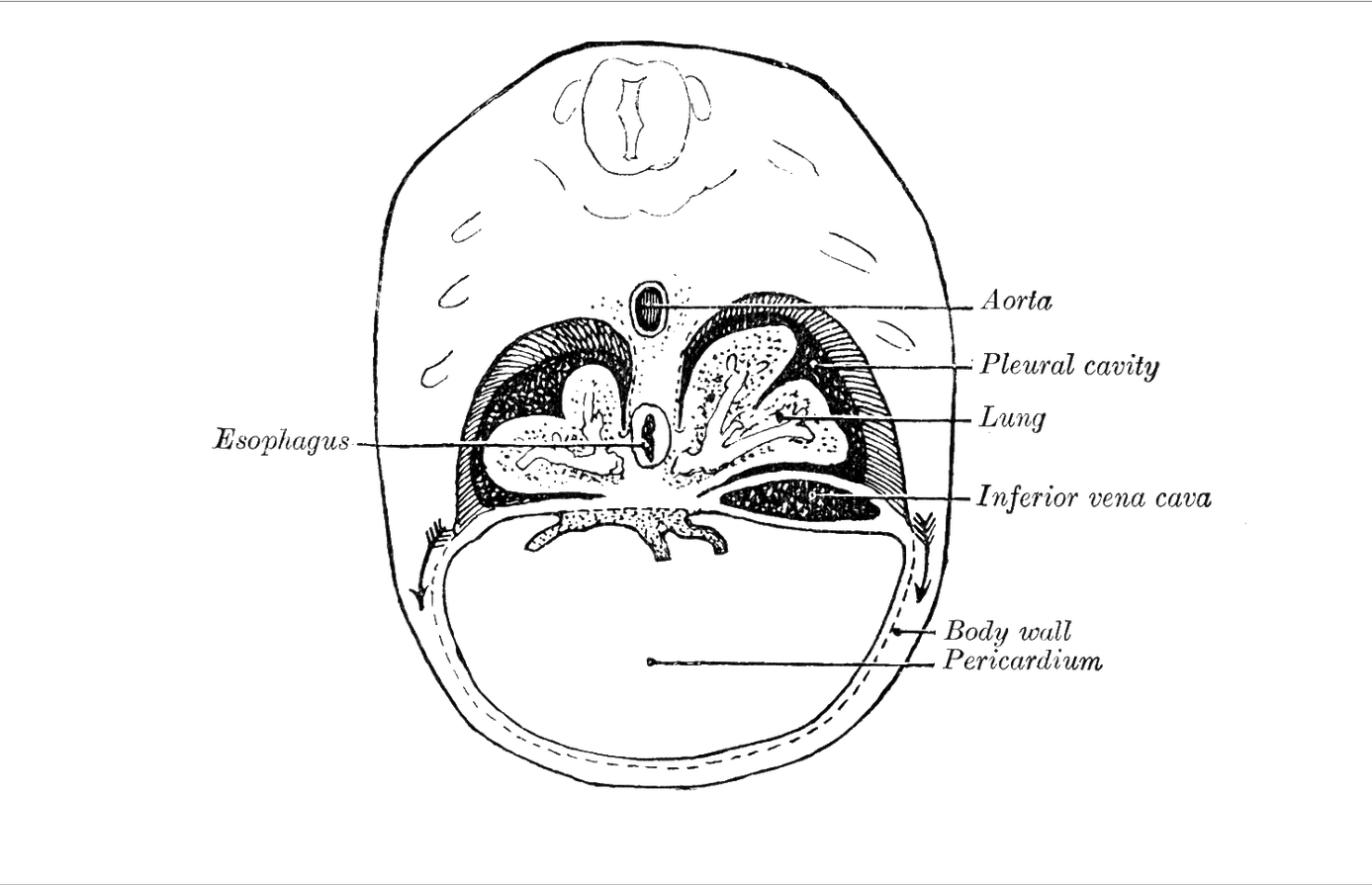 level rabbit of diagram Memrise Gray's Level Anatomy, 1 level rabbit of diagram Memrise Gray's Level Anatomy, 1
