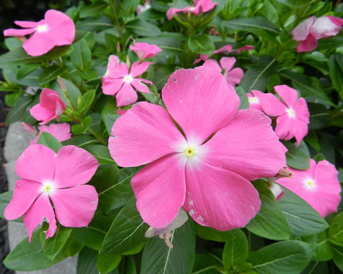 todayflowDSCN0509
