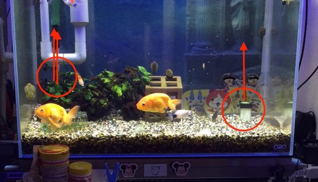 底面フィルターのメリットデメリットと楽なリセット方法 適当金魚