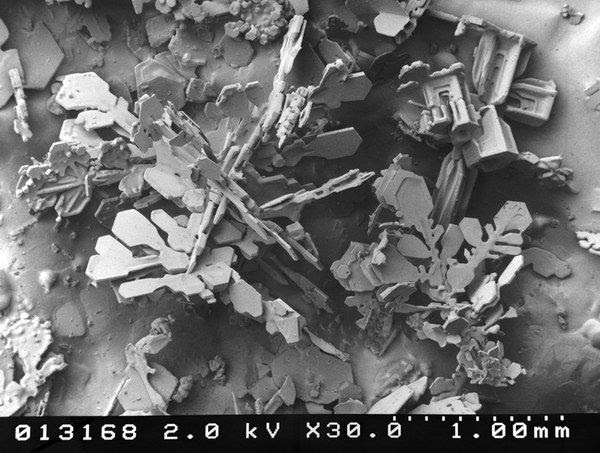 Snow by microscope (23 pics) Snow by microscope (23 pics)