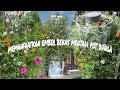 Bunga Matahari Cara Tanam / Cara Menanam Bunga Matahari di Rumah | Pot Bunga Matahari ... : Bunga matahari memiliki ukuran kelopak yang tergolong besar untuk sebuah tanaman hias.