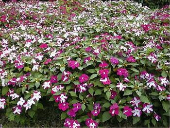 つきあたりの奥のいえ 半日陰で育つ花ーインパチェンス