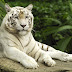 Majestic White Tiger Tiger 4k desktop wallpapers