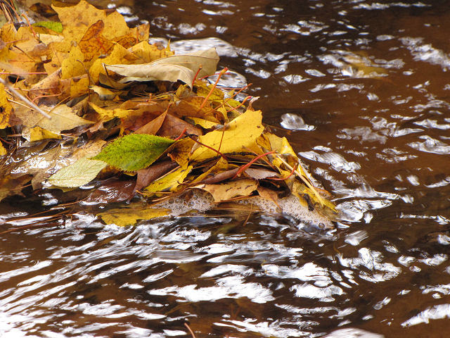yellow leaves by stream