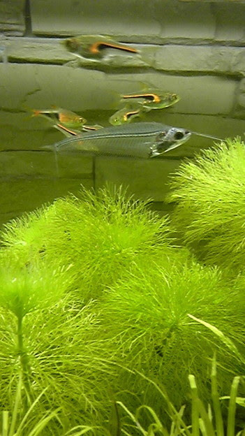Tackman1st 寺島さんみてみて この熱帯魚スケスケスケルトンo O 笑 写真共有サイト フォト蔵