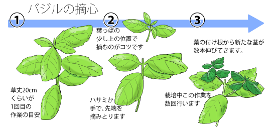 バジルの育て方 ヤサシイエンゲイ