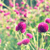 Membuat Foto Bokeh Dengan Kamera Pocket