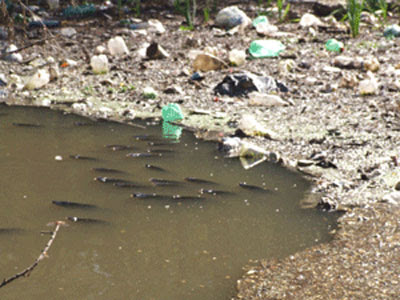 Miles de peces moribundos en el Río Luján 