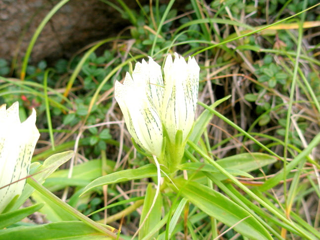 トウヤクリンドウ花散歩