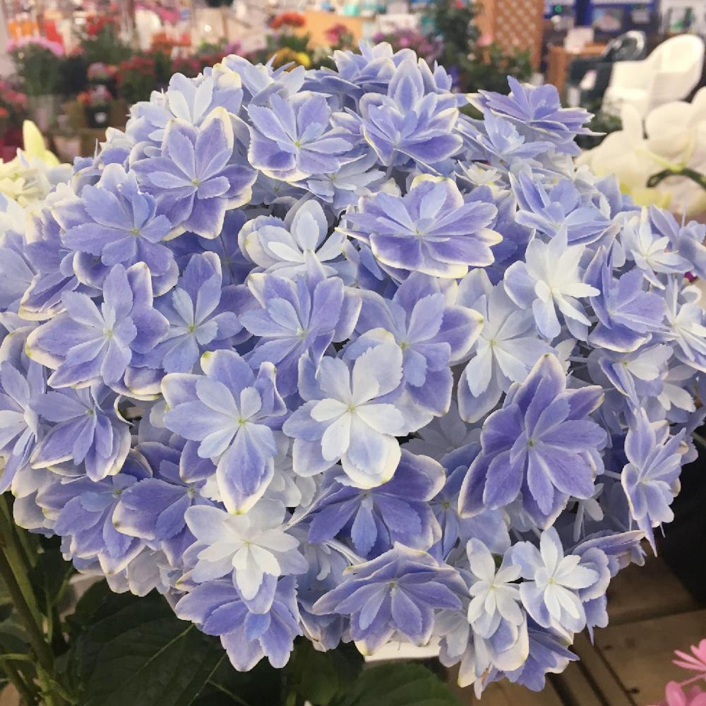 紫陽花 万華鏡 ってどんな種類 値段は 植物navi