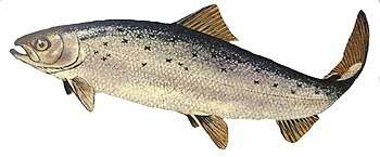English: Atlantic salmon. Salmo salar.
