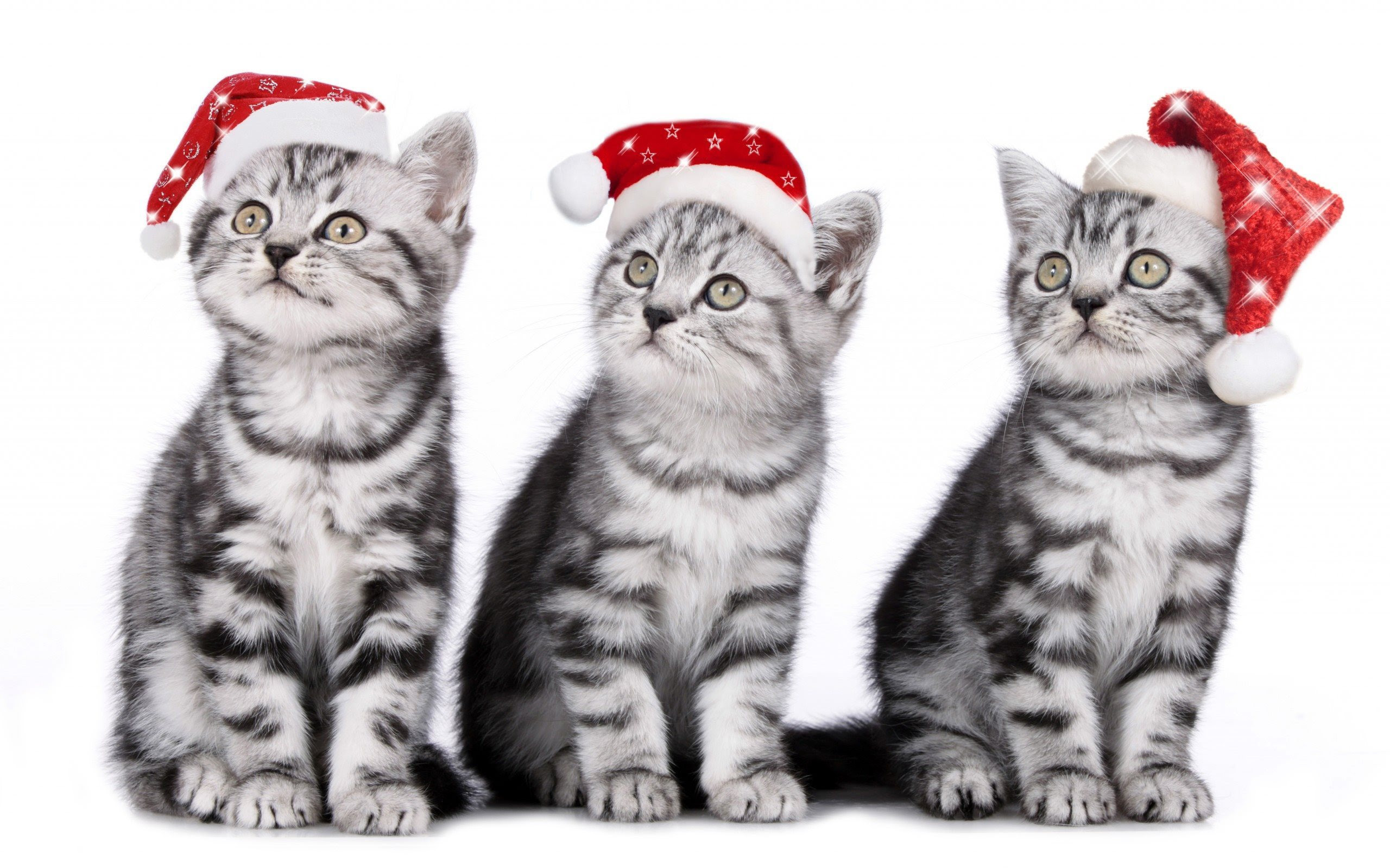 ダウンロード画像 猫 クリスマスキャップ 小さな猫 子猫 新年 画面の解像度 2560x1600 壁紙デスクトップ上
