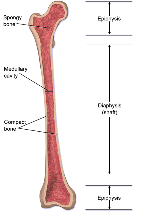 Parts Long Bone Primary Category Anatomy Qa
