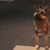 Sims 4 Mods Playable Pets - You'll be taken to the information page for aom's playable pets mod.